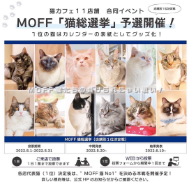 【3F 猫カフェ】総選挙開催🐾