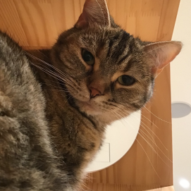 ニョッキちゃんの色んな姿