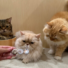 ✨NEW缶バッチ登場✨