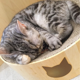 ゴロゴロニコちゃん🥰