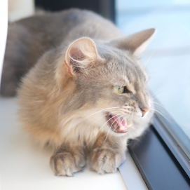ソラリちゃんのクラッキング🐈