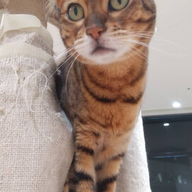 【3F ネコカフェ】桃子のニャルソック🐱✨