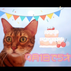 【3F 猫カフェ】桃子ちゃん誕生日🎈
