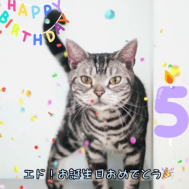 【3F 猫カフェ】エドくん5才になりました！