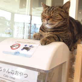 ガチャガチャの門番