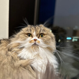 もぐもぐクルミちゃん
