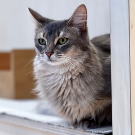 バレンタインですね💕🐈💕