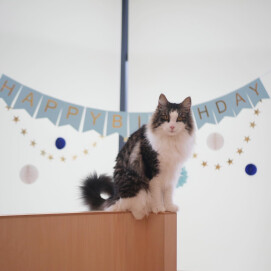 【3F 猫カフェ】7月のお誕生日会🎂