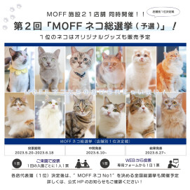ネコ総選挙予選開始❗️