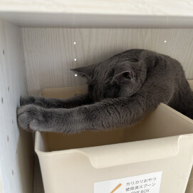 【3F ネコカフェ】あれれ？？👀