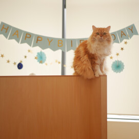 【3F 猫カフェ】ヤミーのお誕生日＆お誕生日会