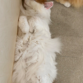 ゴロゴロ😴