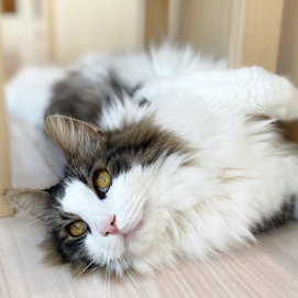 【3F 猫カフェ】トラくんの表情特集💕