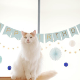 【3F 猫カフェ】10誕生日会✨🎂