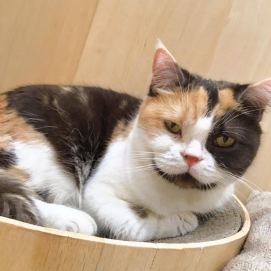 ふみふみこたつちゃん