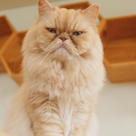 【3F 猫カフェ】三連休のご予定はお決まりですか？