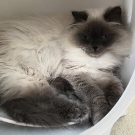 毛色がおしゃれニャン😼