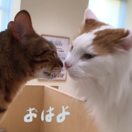 おやつパトロール🍪