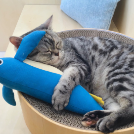 ぬいぐるみと仲良し🐱