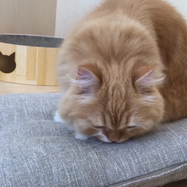 ふみふみの旅