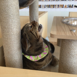 おっきなあくび