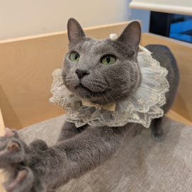 お誕生日おめでとう😸🎉