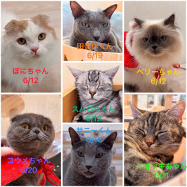6月生まれのネコちゃん🐱