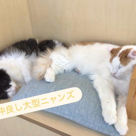 大型ニャンズ🐈🐾