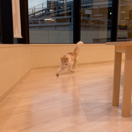 ボール大好き！