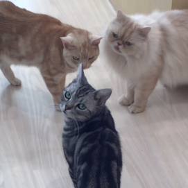 ネコたちが集まってご挨拶✨🐱