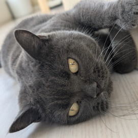 のびっとまったりにゃ🐈‍⬛