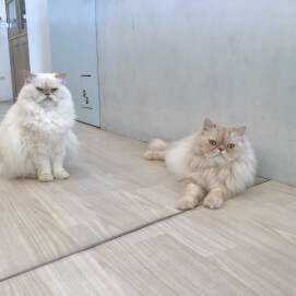 そっくり！食べ物コンビ🍬🍣