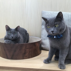 毛色が一緒な二頭🐈‍⬛🩵