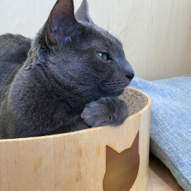 クールなネコちゃん🐈‍⬛