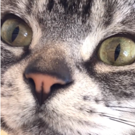 ドアップエド