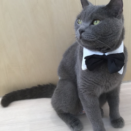 本日お誕生日のネコちゃんをご紹介🎉🐈
