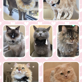 🎉第二回目6月生まれネコちゃんのお誕生日会🎂