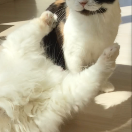 こたつの毛繕い