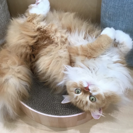 へそ天✨桜太郎くん🐈
