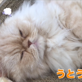 うとうとうに君