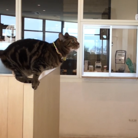 見事なジャンプ力✨