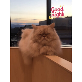 おねむな　うにくん💤
