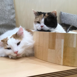 ぬくぬく