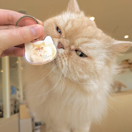 うに「僕がグッズになったにゃ！！」