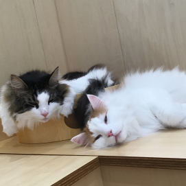 ノルウェージャンズ♡