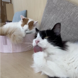 毛繕いのデュエット🐈‍⬛🐈