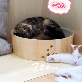 ゆったりライガくん&マロンくん😺☀️