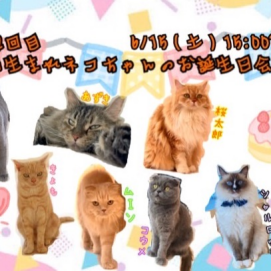 第二回目6月生まれのネコちゃんのお誕生日会のお知らせ🎂🎉