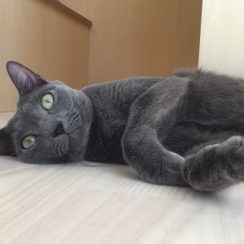 田吾作くんのリラックスタイム🐾