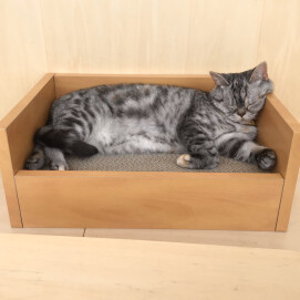 気づいてます🐱